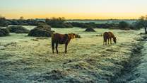 The New Forest is just a short drive...