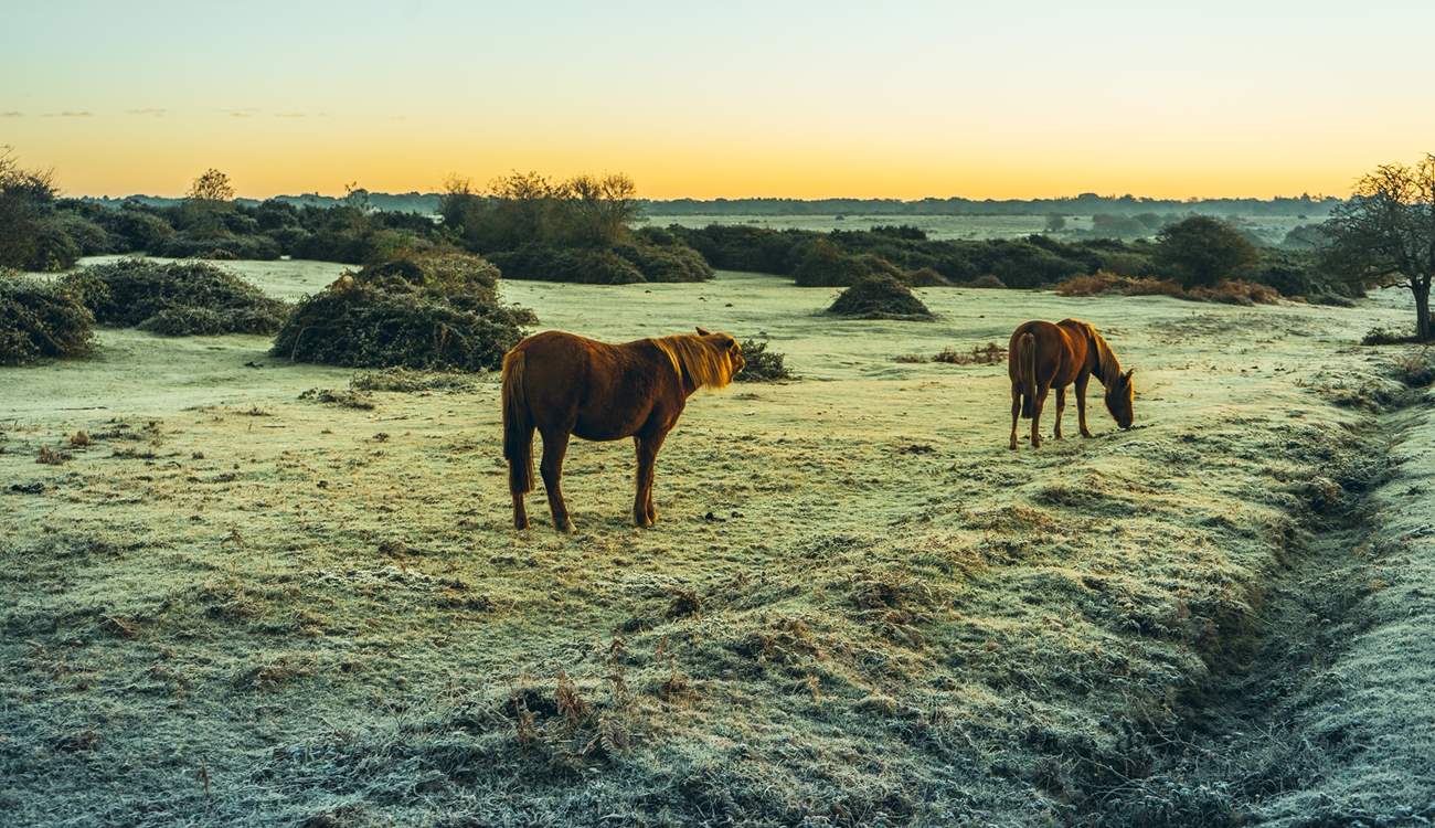 The New Forest is just a short drive...