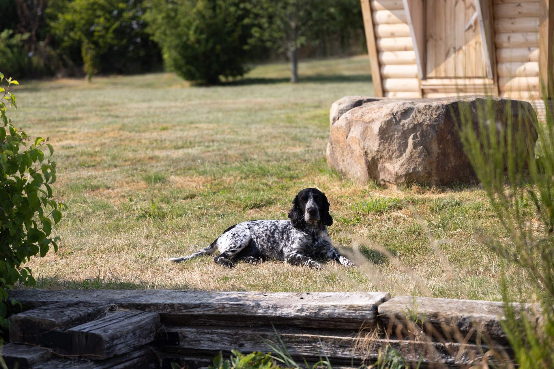 Your four-legged friends are welcome.