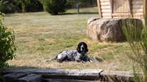 Your four-legged friends are welcome.