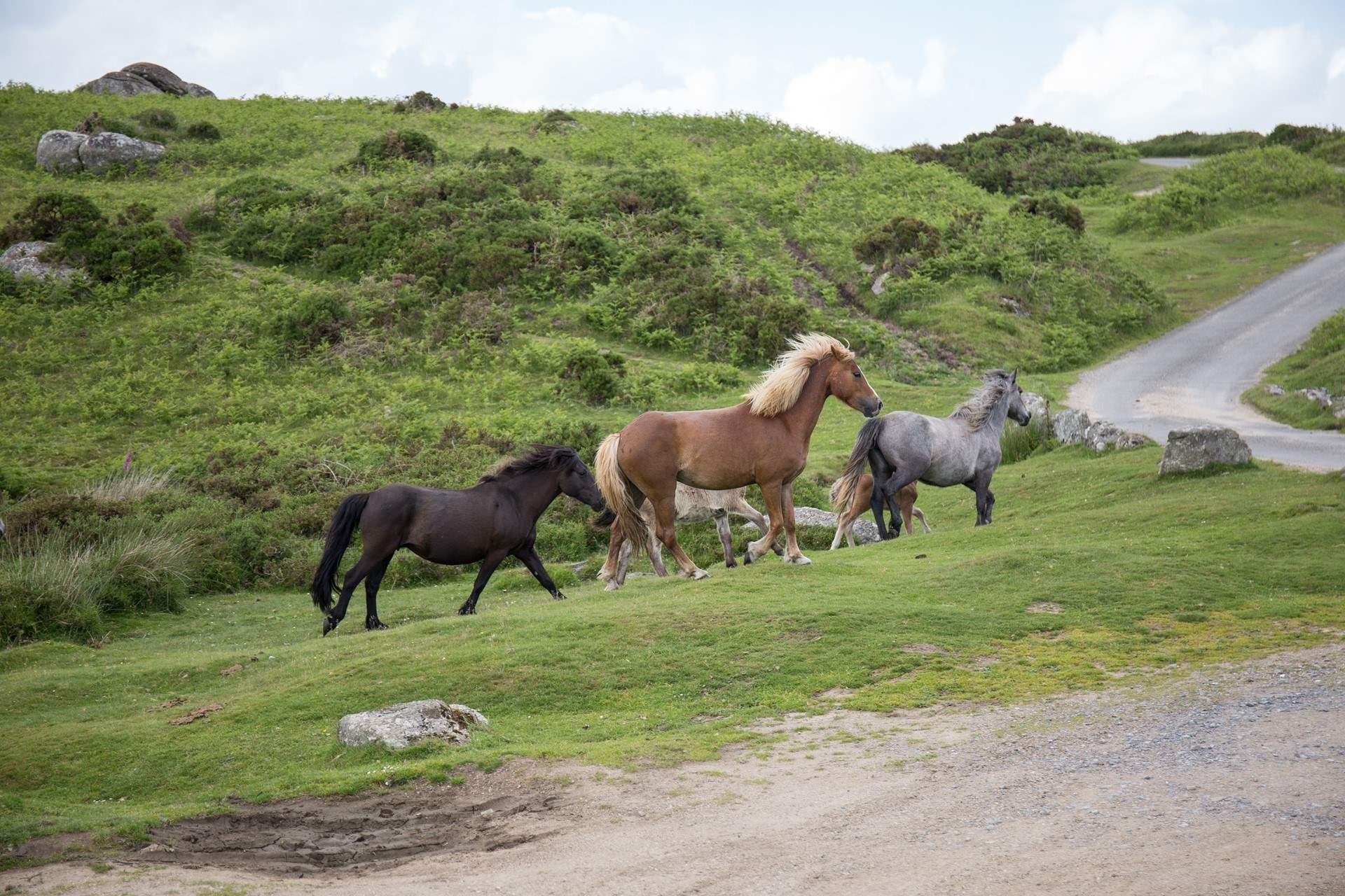 Be sure to look out for the Dartmoor ponies.