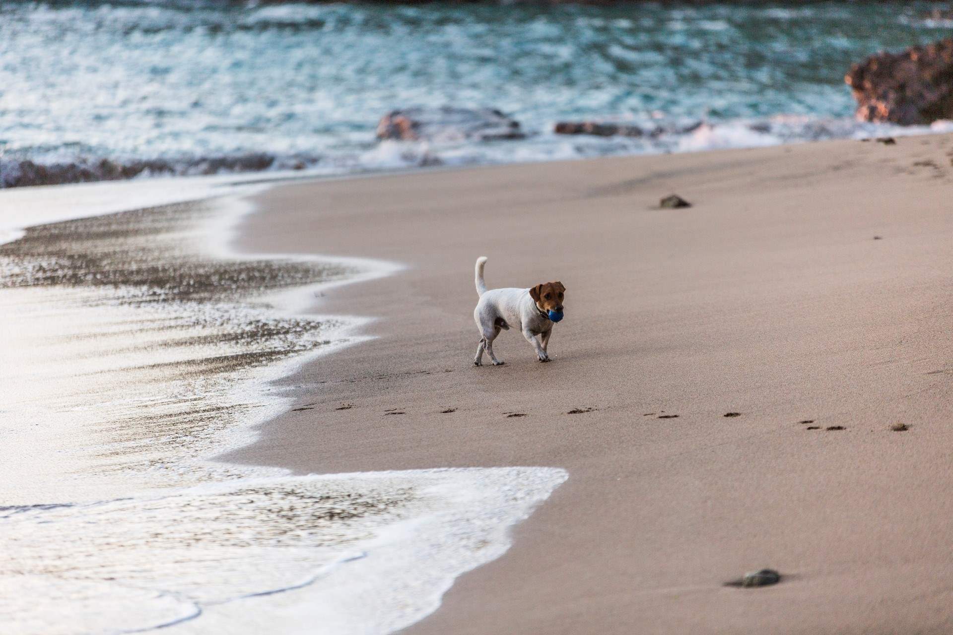 Your four legged friends are welcome to join the holiday.  Please supervise them by the lake.