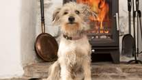 Your four-legged friends are more than welcome at Porto Cottage. 