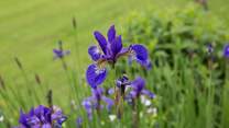 Another colourful specimen ready to brighten up your day.