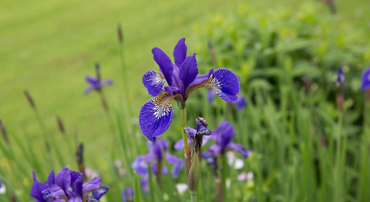 Another colourful specimen ready to brighten up your day.