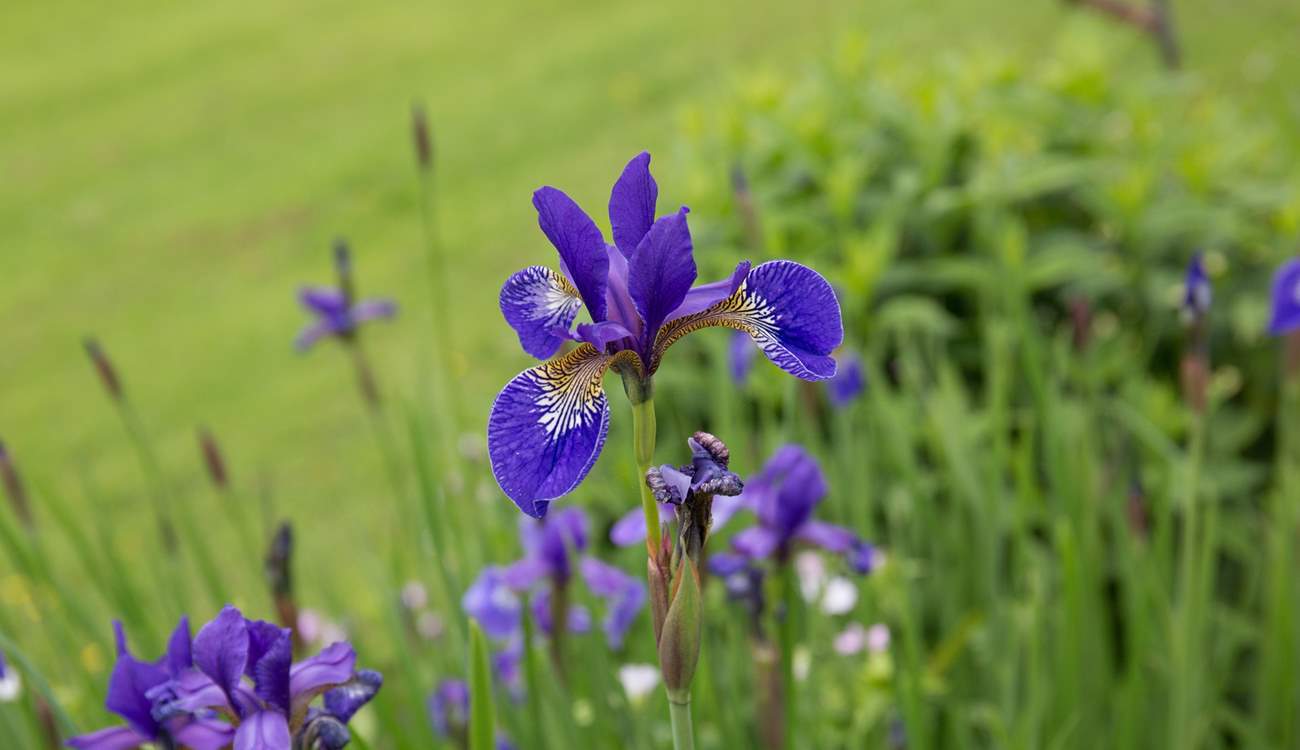 Another colourful specimen ready to brighten up your day.