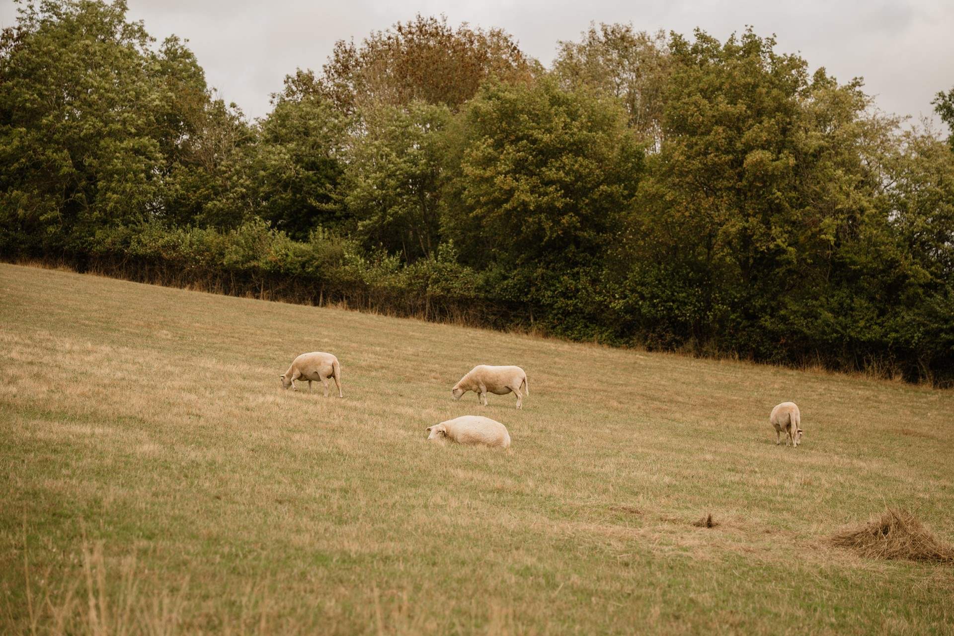 Spot grazing sheep in the neighbouring fields.