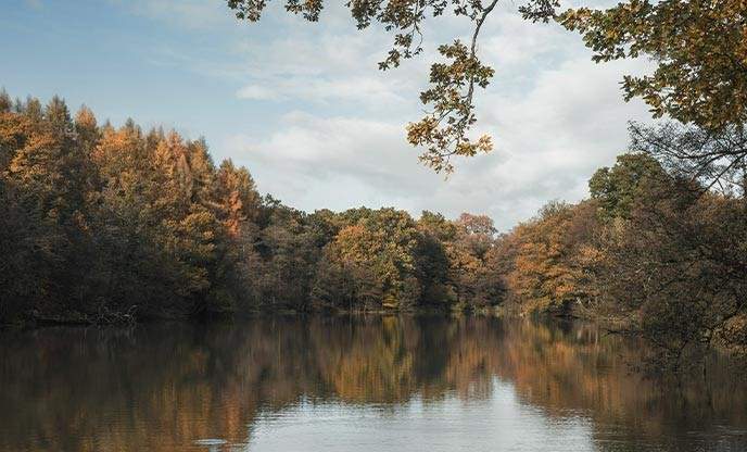 Stroll along the water's edge at Cannop Ponds in the Forest of Dean.