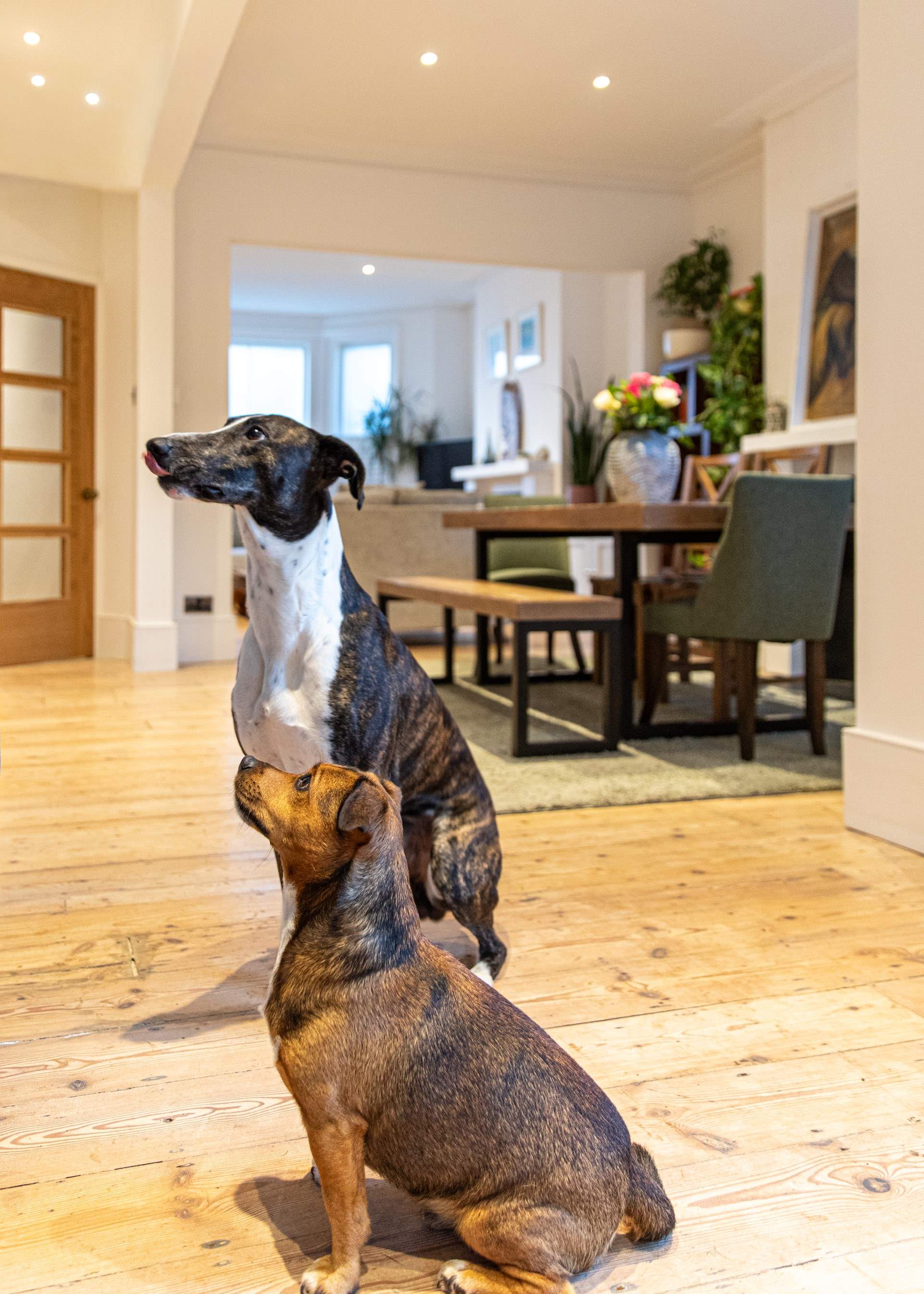 Your four-legged friends will love holidays here too!