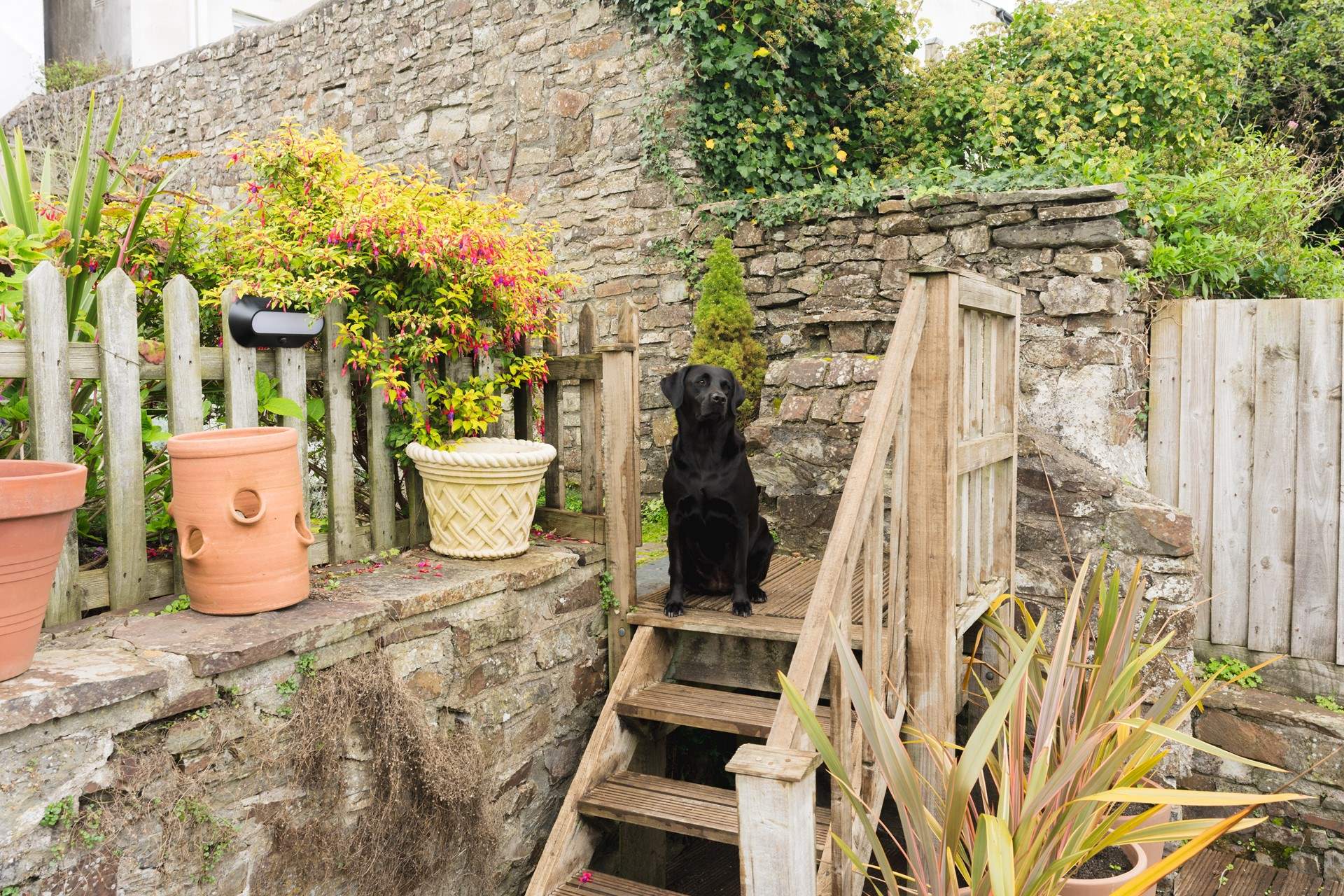 The garden will please the family dog as well as the humans - garden bliss.
