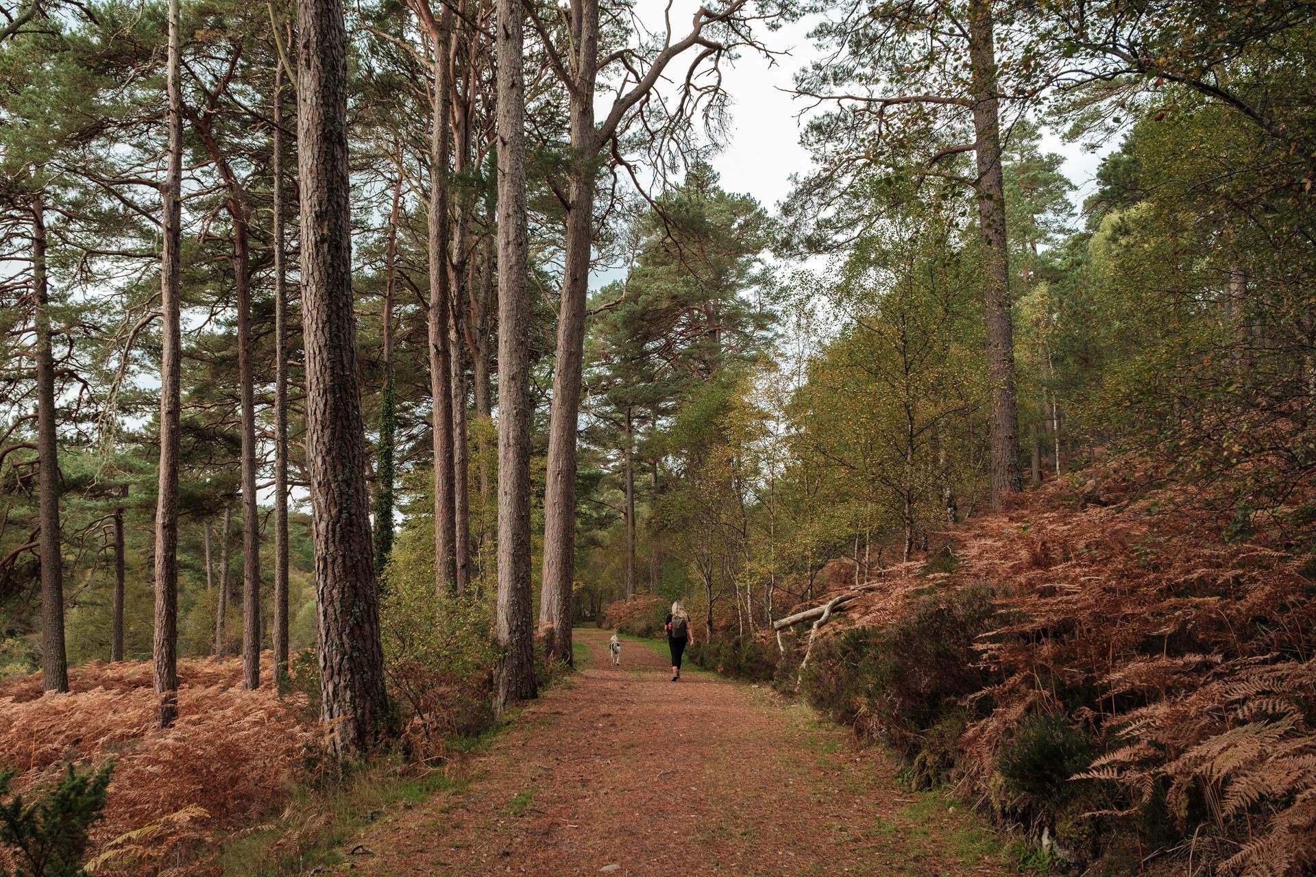 Or set off on enchanting woodland walks with your pooch in tow.