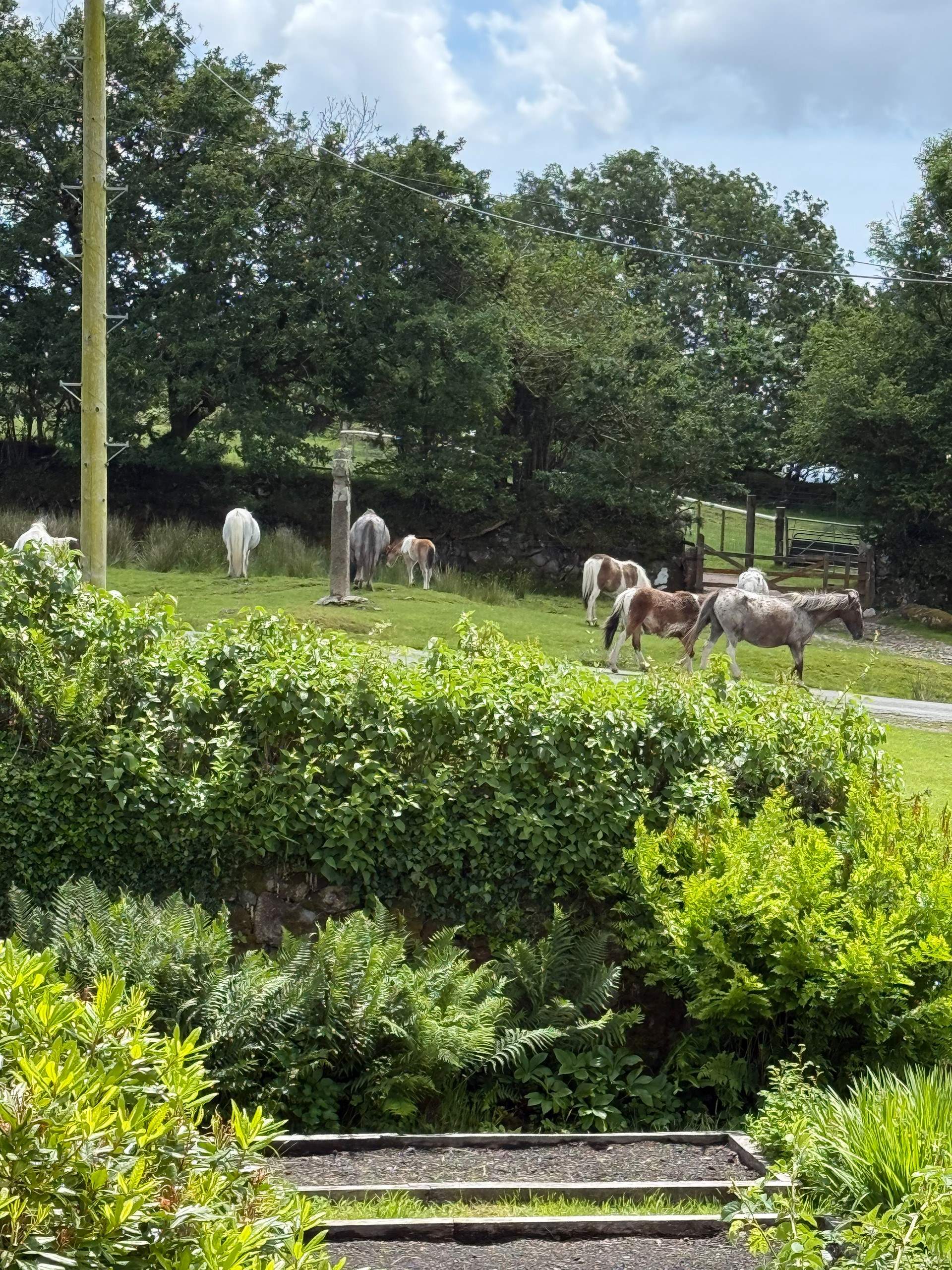 The joy of staying at Urgles Farmhouse are the Dartmoor ponies!