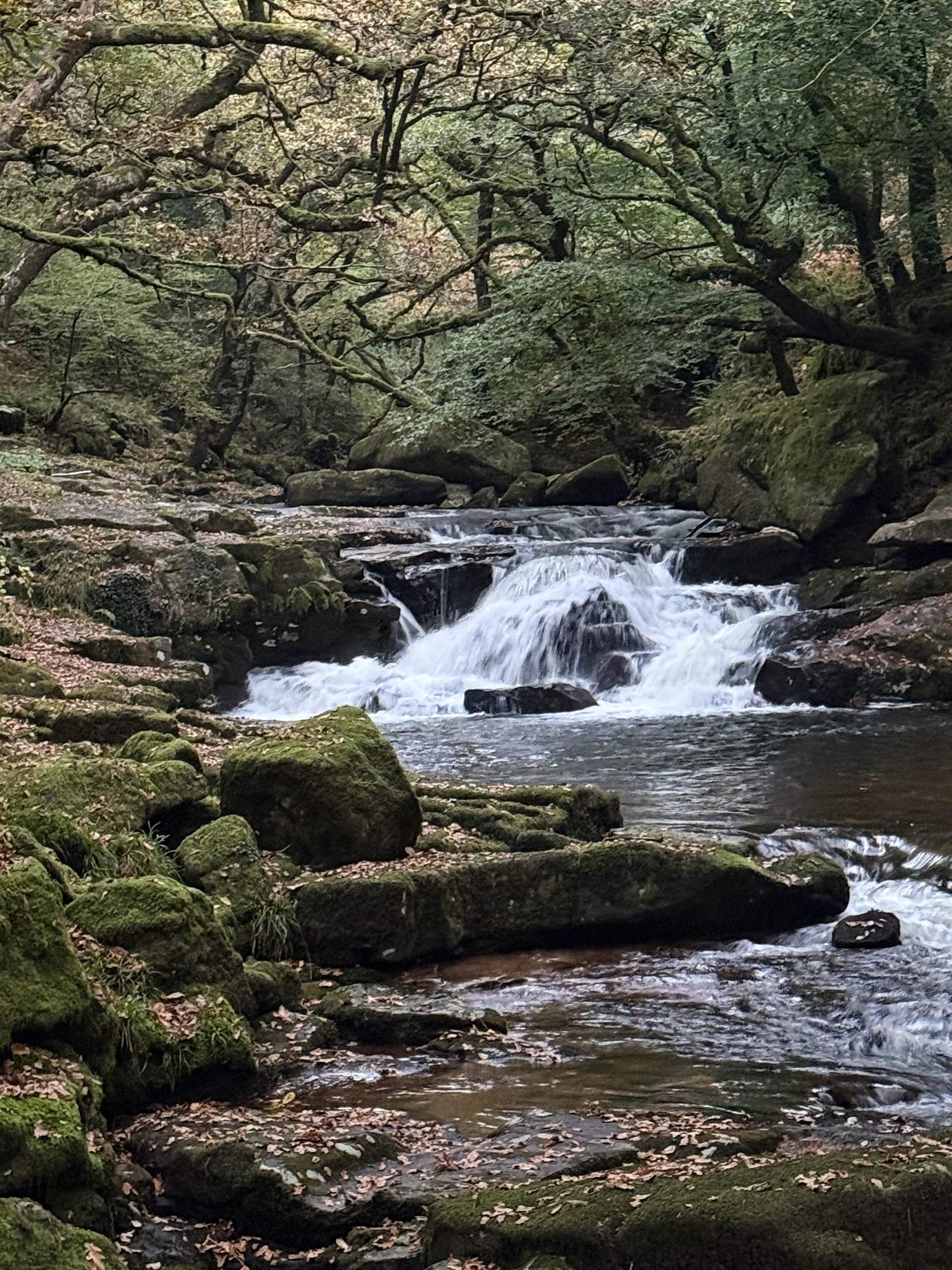 The river running wild through the woodland.