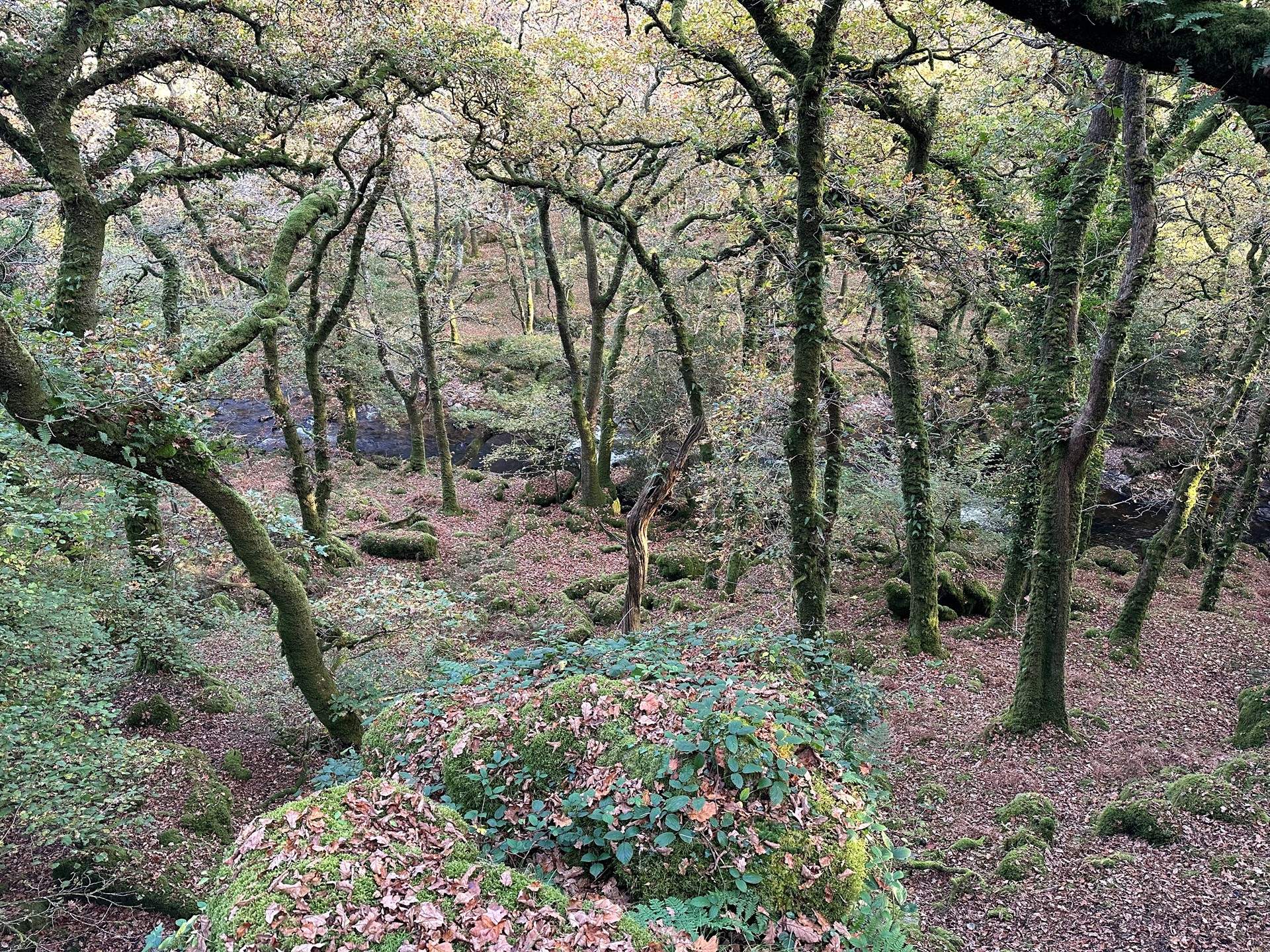 Head down to the ancient woods and enjoy a wild swim in one of the naturally formed pools.