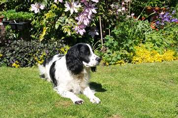 The Owner's friendly, happy dog Tilly is always ready to play - but she will also quite understand if you don't want to!