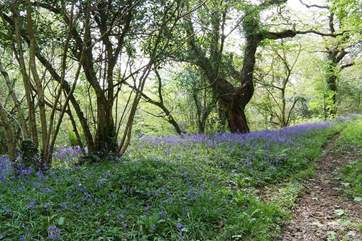 One of the many woodland walks nearby, especially lovely in the bluebell season.