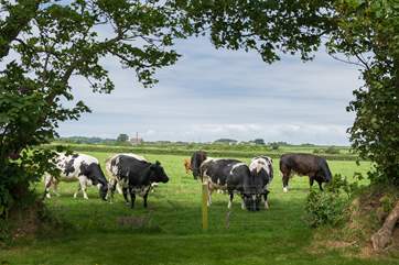 The neighbouring fields may be occupied by some of the owners' cows.