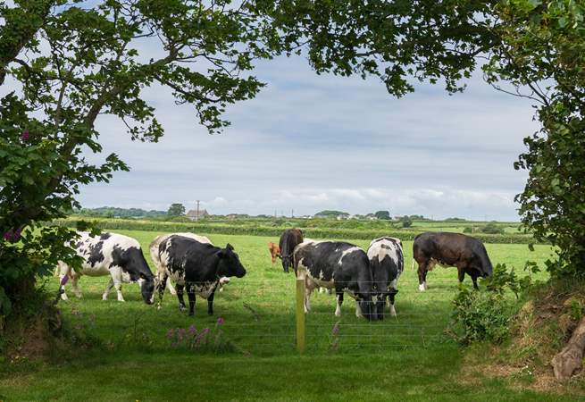 The neighbouring fields may be occupied by some of the owners' cows.