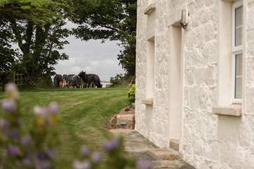 Come and meet some of the other residents who live on the farm, the friendly owners are also happy to show you around the farm.