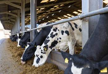 The owners have a stunning herd of Friesians on this impeccably presented working farm.
