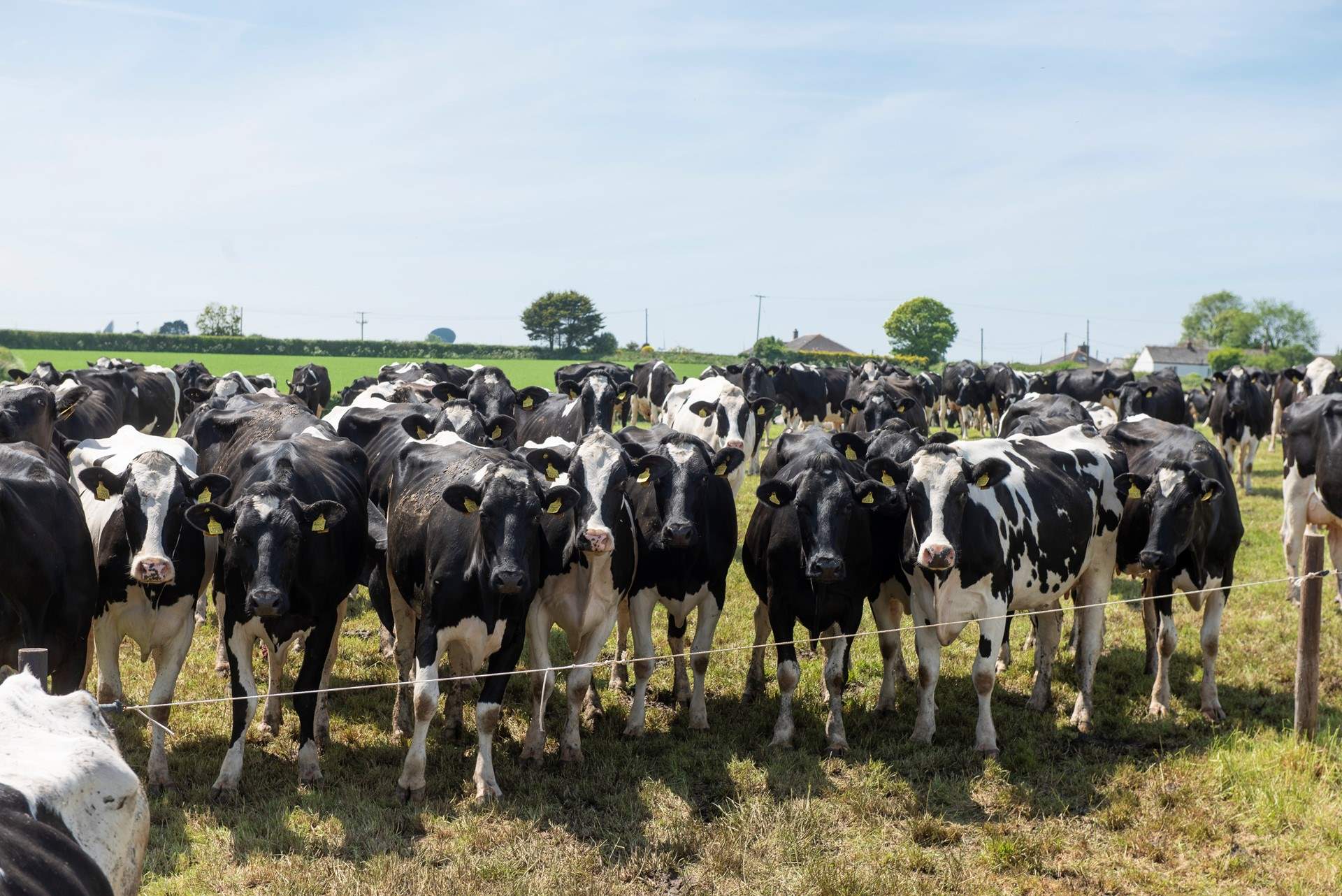 You are welcome to visit the resident dairy herd.