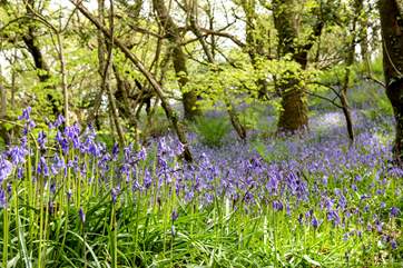 The bluebells create a wonderful carpet in the woods during the spring months