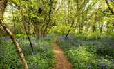 Guests can walk through the owners' lovely woods and fields. - Thumbnail Image