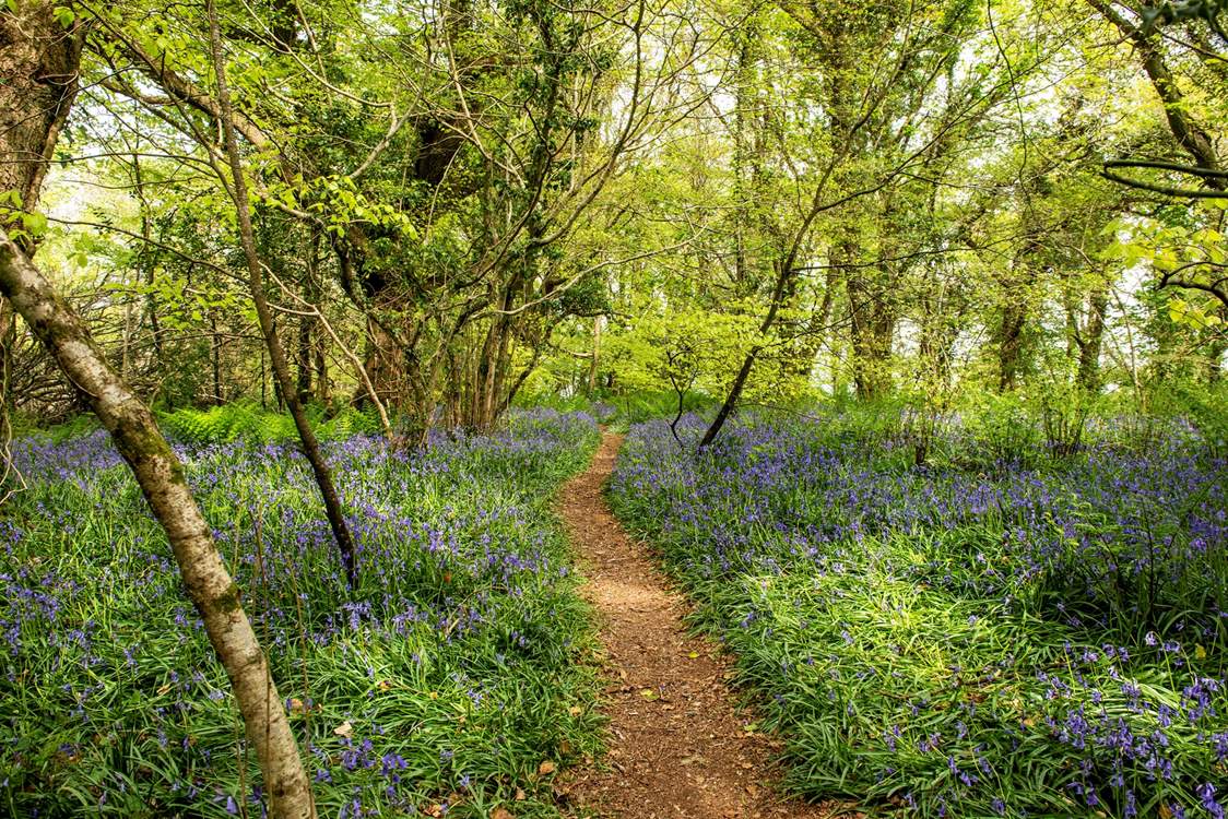 Guests can walk through the owners' lovely woods and fields.