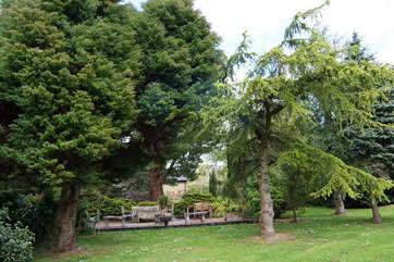 The arboretum has some quite rare trees.