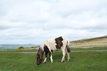 Dartmoor ponies grazing on the moor.