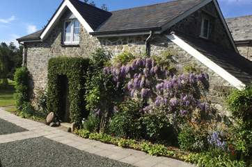 Roses around the cottage entrance in the spring. The door to the games-room is on the left (not shown).