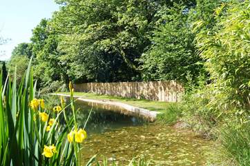 Wild ducks visit the pond each year.