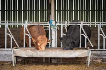 Please do ask the owners if you would like to meet any of the farm animals.