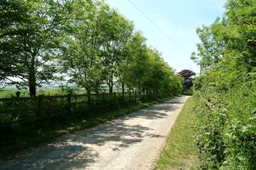The pretty tree-lined driveway that leads to Butterwell House.