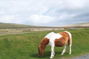 A Dartmoor pony!