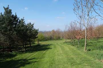 There are wide grassy paths mown for you through the woodland.