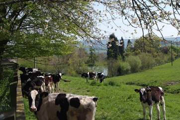 Some of the other residents at the farm.