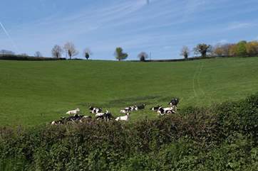 The farm is set in a gentle valley about a mile from the little town of Colyton.