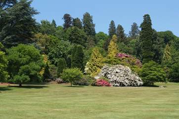 The gardens at Killerton House, another National Trust property for an outing.