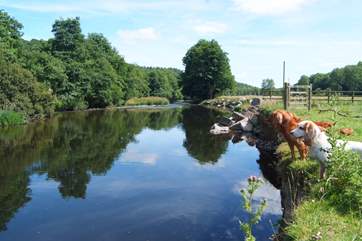 A beautiful stretch of the River Exe borders the farmland. A perfect picnic spot (with a barbecue) and for wild swimming too! The water is very deep so take care with children.