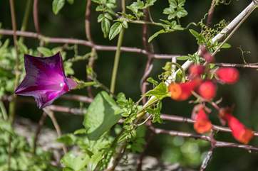 The flowers in full bloom are a real spectacle.