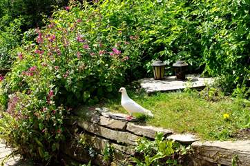 One of the semi-tame doves.