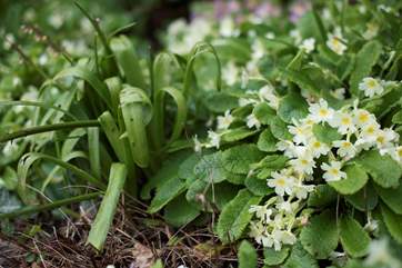 Spring flowers along the footpath from the parking area.