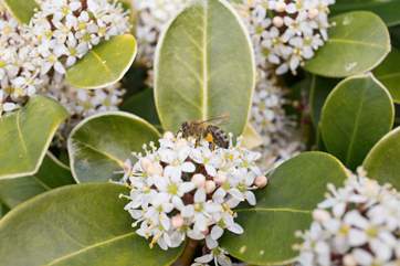 The garden has some very attractive shrubs.