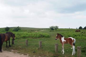 You are sure to come across groups of Exmoor ponies whilst you are exploring.
