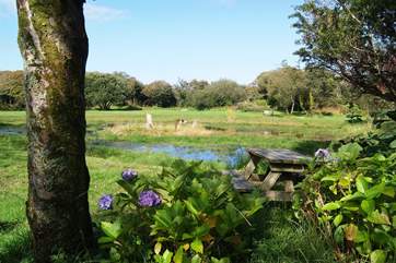 The view of the wildlife pond and the meadow, from the hide.