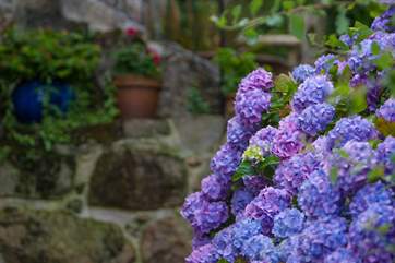 The garden in bloom.