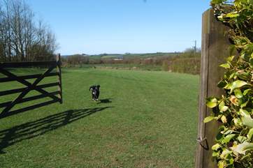 This is Milo, who lives on site with the owners, showing off the wonderful space that your four-legged friends will have.