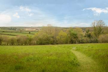 A pathway is mown through the meadow to the woods.