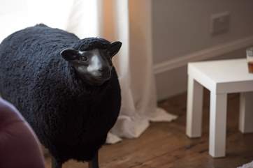 Baa baa black sheep lives here too.